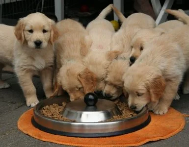 TIPS FOR A HEALTHY AND SUSTAINABLE DIET ALSO FOR OUR 4-LEGGED FRIENDS
